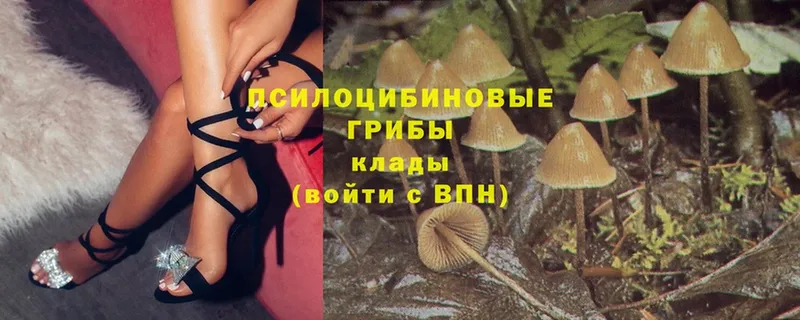 где продают наркотики  Уварово  blacksprut как зайти  Галлюциногенные грибы Magic Shrooms 